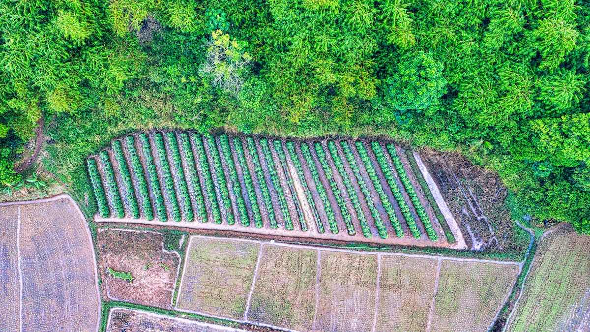 Agricultura Sustentável UFCD 11026