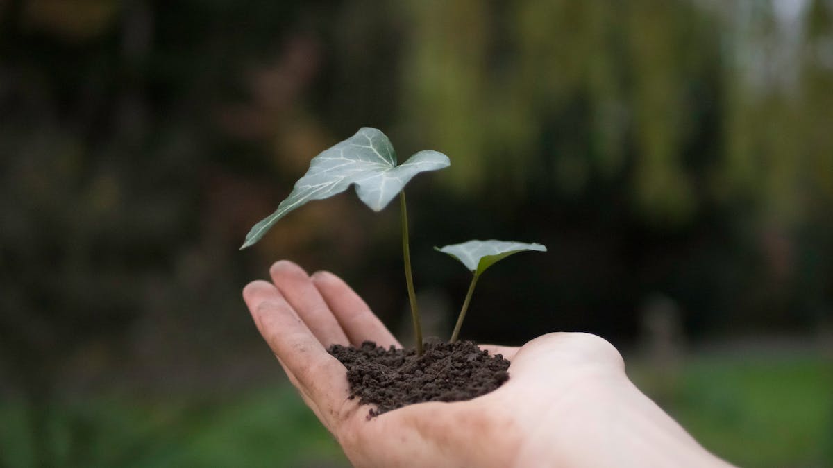 Sustentabilidade ambiental